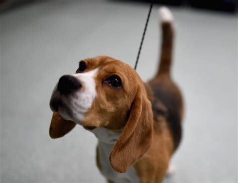 Which dog breeds are the most stubborn and difficult to train?