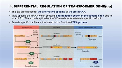 Molecular Mechanism Of Sex Determination In Drosophila Pptx