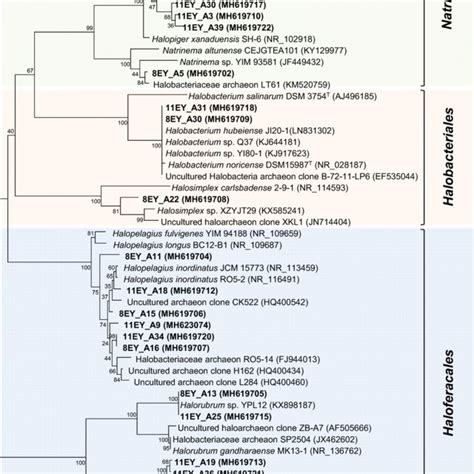 Unrooted Neighbor Joining Phylogenetic Tree Mega Of 16s Rrna Gene