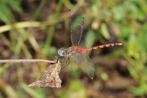 Blue Faced Meadowhawk Sympetrum Ambiguum Bart Jones Flickr