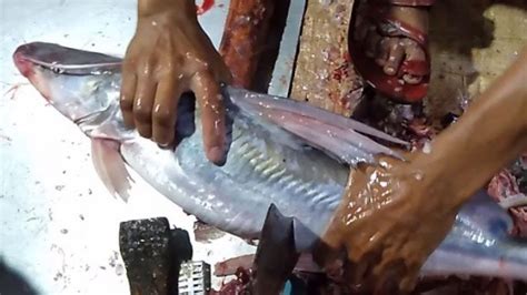 Ayer Fish Cutting Fillet Big Fish Skills Big Fish Cutting Skills Ep