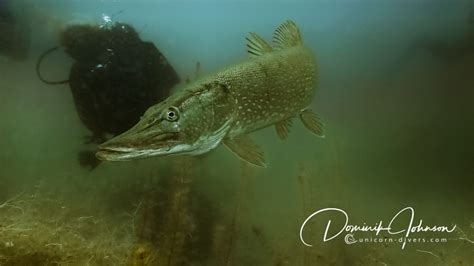 Tauchen In Augsburg Unterwasser Fotografie Im Süßwasser Unicorn Divers