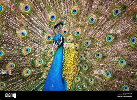 Portrait Of Beautiful Peacock With Feathers Out Stock Photo Alamy