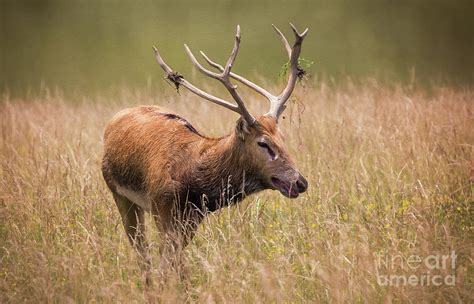 Pere Davids Deer Buck Photograph By Sharon Mcconnell Pixels