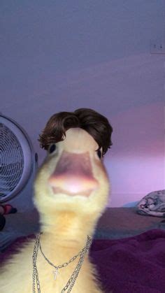 23 Duck icon meme pfp ideas | duck, profile picture, funny profile pictures