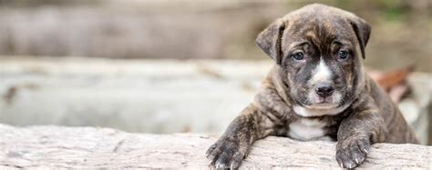 dogs pull  muscle wag