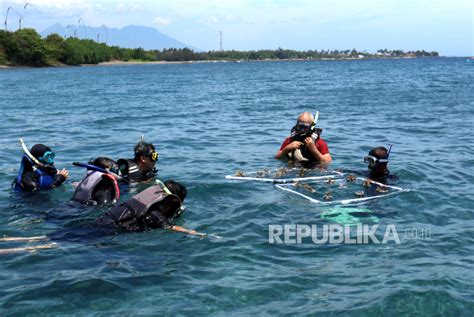 Transplantasi Terumbu Karang Di Pantai Bangsring Republika Online