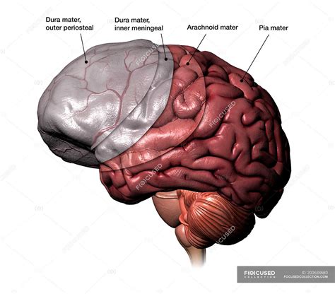 Drag The Labels Onto The Diagram Of The Cns Meninges 8