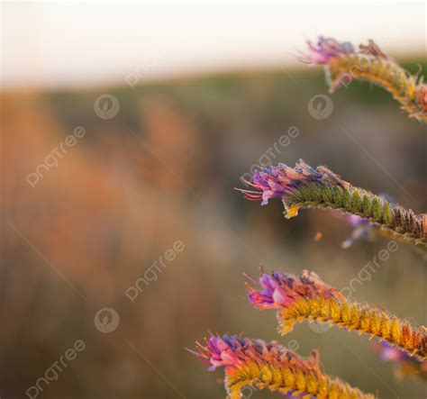 thorn bush  pictures  background images