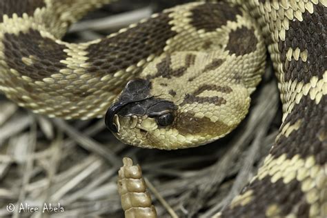 Black Tailed Rattlesnake Crotalus Molossus Black Tailed Flickr