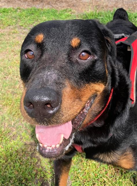 Sanctuary Dogs Florida Rottweiler Rescue Ranch