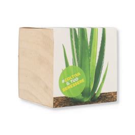 Zuccari Aloe Love Cube Piantina Di Aloe Vera In Cubo Di Legno | Più Medical