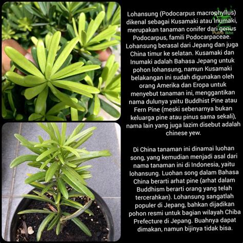 Jual Bibit Pohon Lohansung Lowhan Sung Tanaman Hias Podocarpus