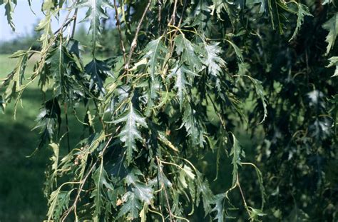 Betula Pendula Subsp Pendula Andlaciniataand Swedish Birch Treesrhs