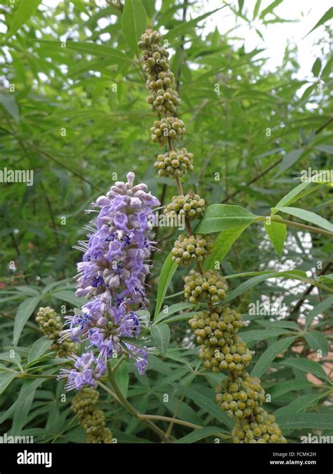 agnus castus  res stock photography  images alamy