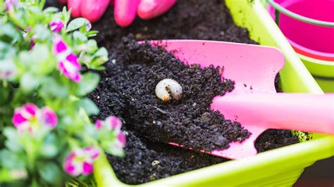 Engerlinge im Blumentopf wie kann man sie bekämpfen Mein Garten