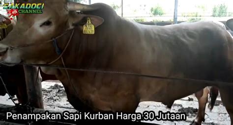 SAPI KURBAN 2021 HARGA 30 JUTAAN SIAP PANEN 100 EKOR Gemar Ternak