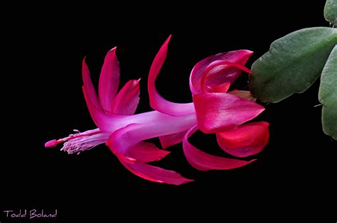 Schlumbergera X buckleyi