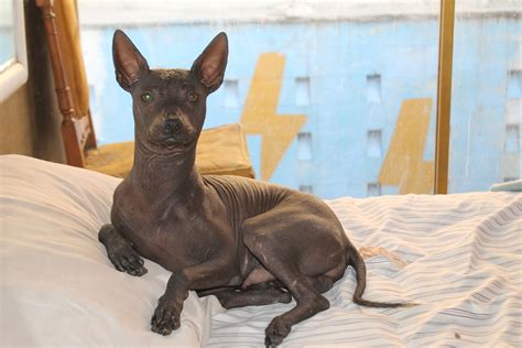 La Leyenda del Xoloitzcuintle: Un Vínculo Entre el Mundo Espiritual y los Corazones Mexicanos ...