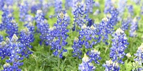 愛知名古屋春ならではの花絶景が広がる名古屋港ワイルドフラワーガーデン ブルーボネットるるぶ more