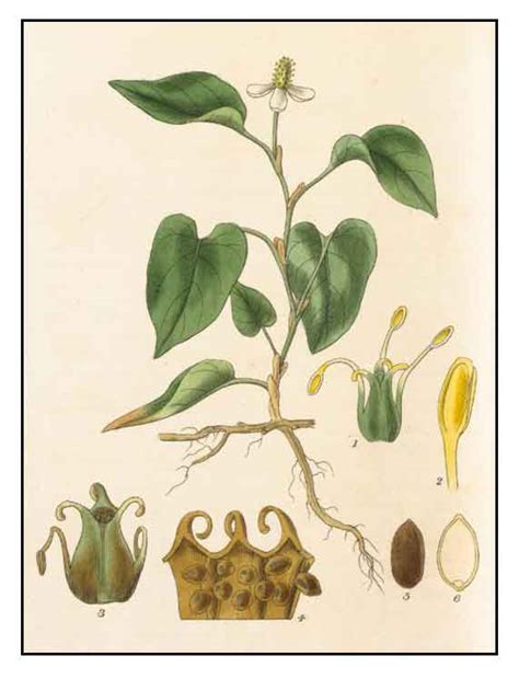 fish plant houttuynia cordata lizard tail alternative medicine