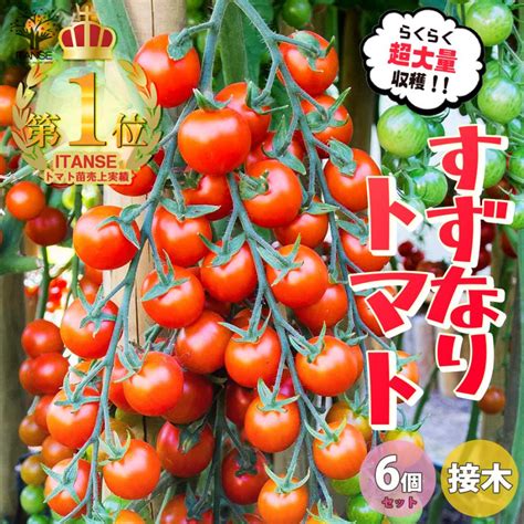 Itanse ミニトマトの苗 すずなりトマト 接木苗 野菜の苗 9cmポット お買い得6個セット 人気 家庭菜園 簡単栽培 送料無料 イタンセ