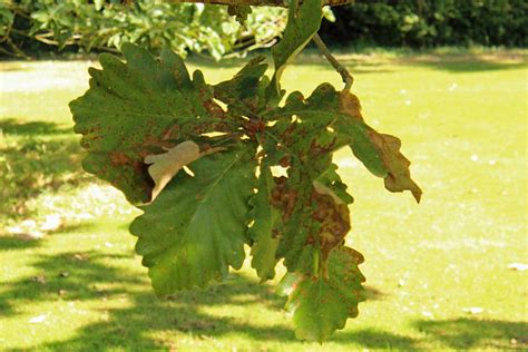 Quercus Dentata Thunb Daimyo Eik Bg Meise Flickr