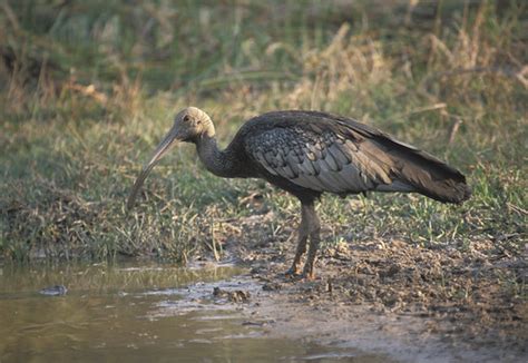Giant Ibis in Cambodia | CAMBODIA - SEPTEMBER 2008. Giant Ib… | Flickr