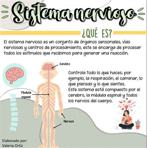 Sistema Nervioso Sistema Nervioso Humano Sistema Nervioso Maqueta