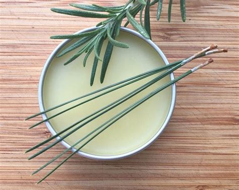 Pine Needle Recipes Drinks Desserts Syrups Balms More The