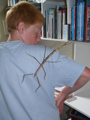 Titan - the longest stick insect in Australia