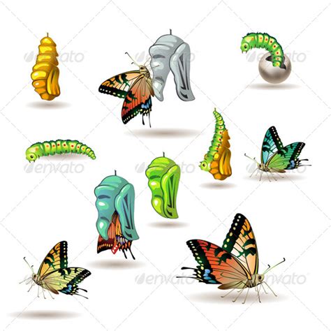 Butterfly Stages by Merlinul | GraphicRiver