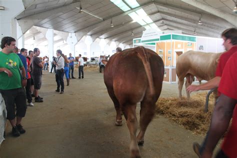 Resultados e imágenes del Concurso de la Raza Limusina Machos Agronews