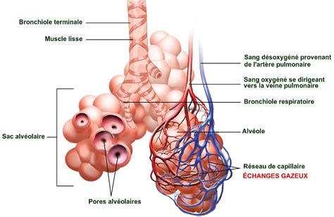 Anatomie De L Appareil Respiratoire