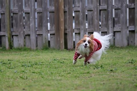 降ったりやんだり｜宮崎のドッグランはdogrun Sol