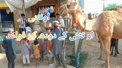 Camel Milk Benefits Oontni Ke Doodh Keyedadnan Bhai Youtube