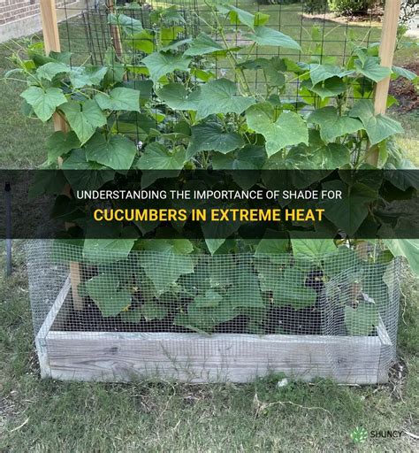 Understanding The Importance Of Shade For Cucumbers In Extreme Heat