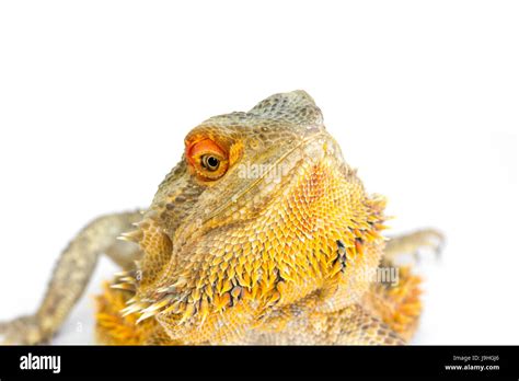 Dragon Central Barbu Pogona Vitticeps Banque De Photographies Et D