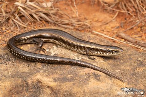 Tetradactylus Seps Short Legged Seps