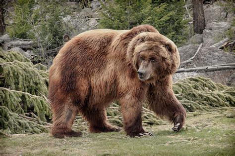 Grizzly Woods Photograph By Steve Mckinzie Fine Art America