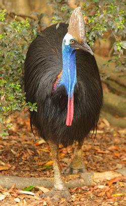 Cassowary - creation.com