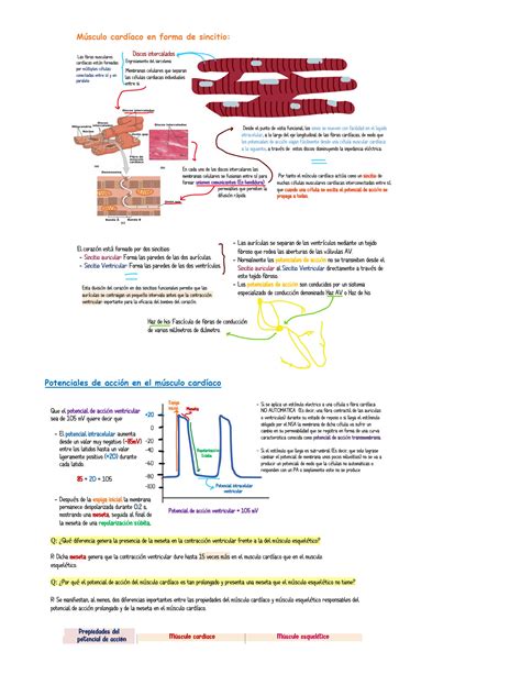 SOLUTION Fisiolog A Del M Sculo Card Aco Studypool