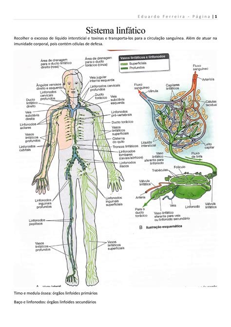 10 Sistema Linfático I In523 Studocu