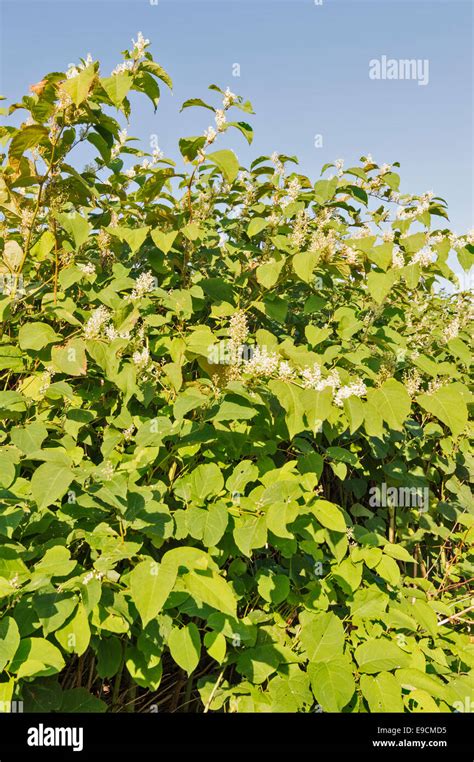 Japanese Knotweed Fallopia Japonica Flowering In Autumn Along The