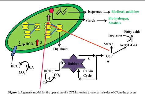 Figure 1 From Carbonic Anhydrase Mechanism Structure And Importance