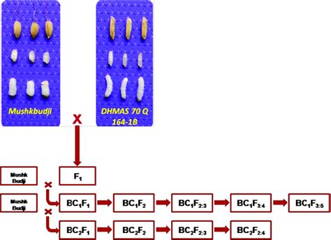 Marker Assisted Backcross Breeding Scheme Adopted For Transfer Of Genes Download Scientific