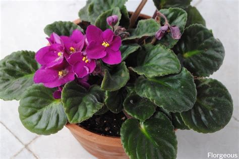 African Violet Soil Mix Everything You Need To Know Florgeous