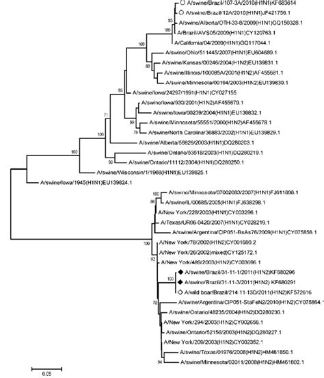 Phylogenetic Tree For The HA Gene Segment Based On Nucleotide