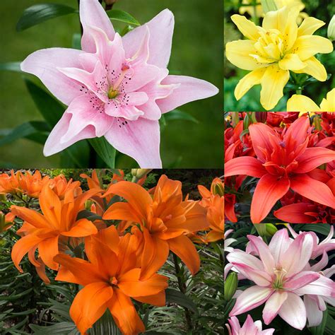 Double Asiatic Lily Collection 5 Jparkers