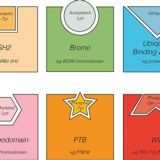 The three distinct domains of pyruvate kinase Pyruvate kinase is ... 